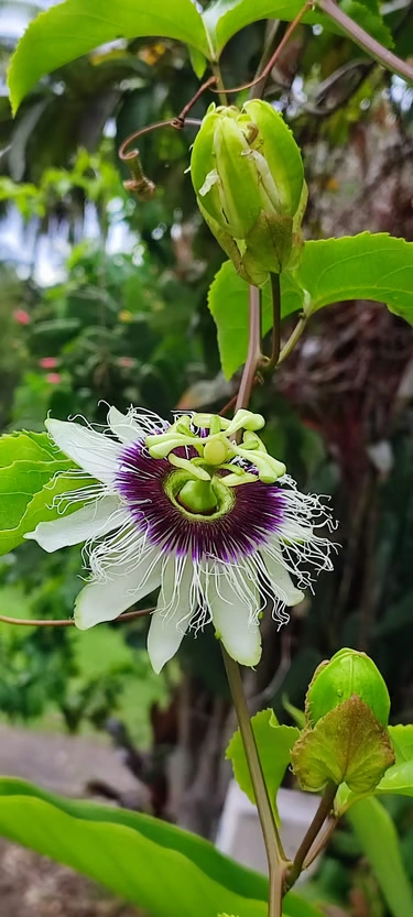Passiflores en fleur